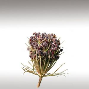 Wild Carrot Seed Essential Oil (Daucus Carota)