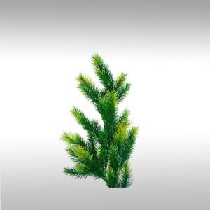 Wild Fir Essential Oil (Abies Balsamea)