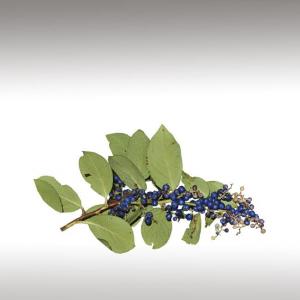 Wintergreen Essential Oil (Gaultheria Fragrantissima)