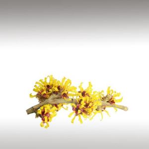 Witch-hazel distillate (Hamamelis virginiana)