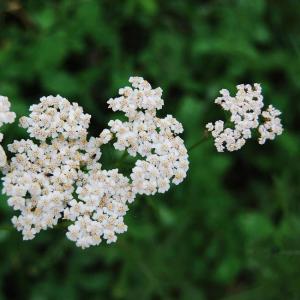 Yarrow Bud (Achillea Millefolium)