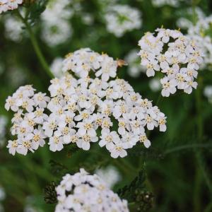Yarrow Bud (Achillea Millefolium)
