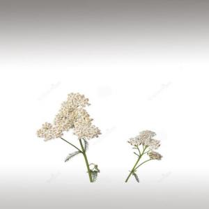 Yarrow distillate (Achillea millefolium)