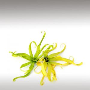 Ylang-Ylang Essential Oil (Cananga Odorata)