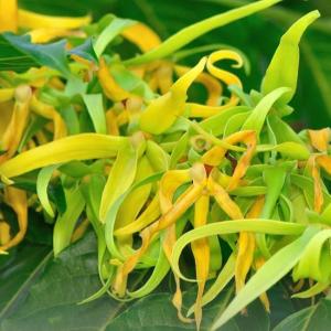Ylang - Ylang Flower (Cananga Odorata)
