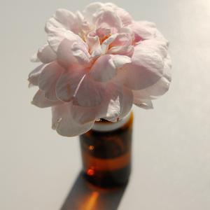 Rose essential oil dilution